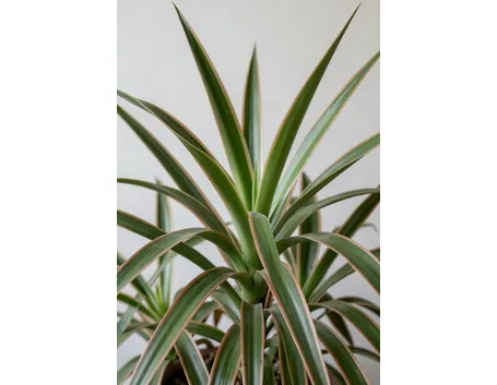 dracena marginata