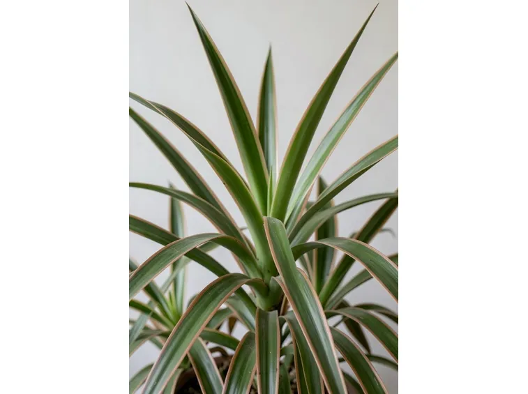 dracena marginata