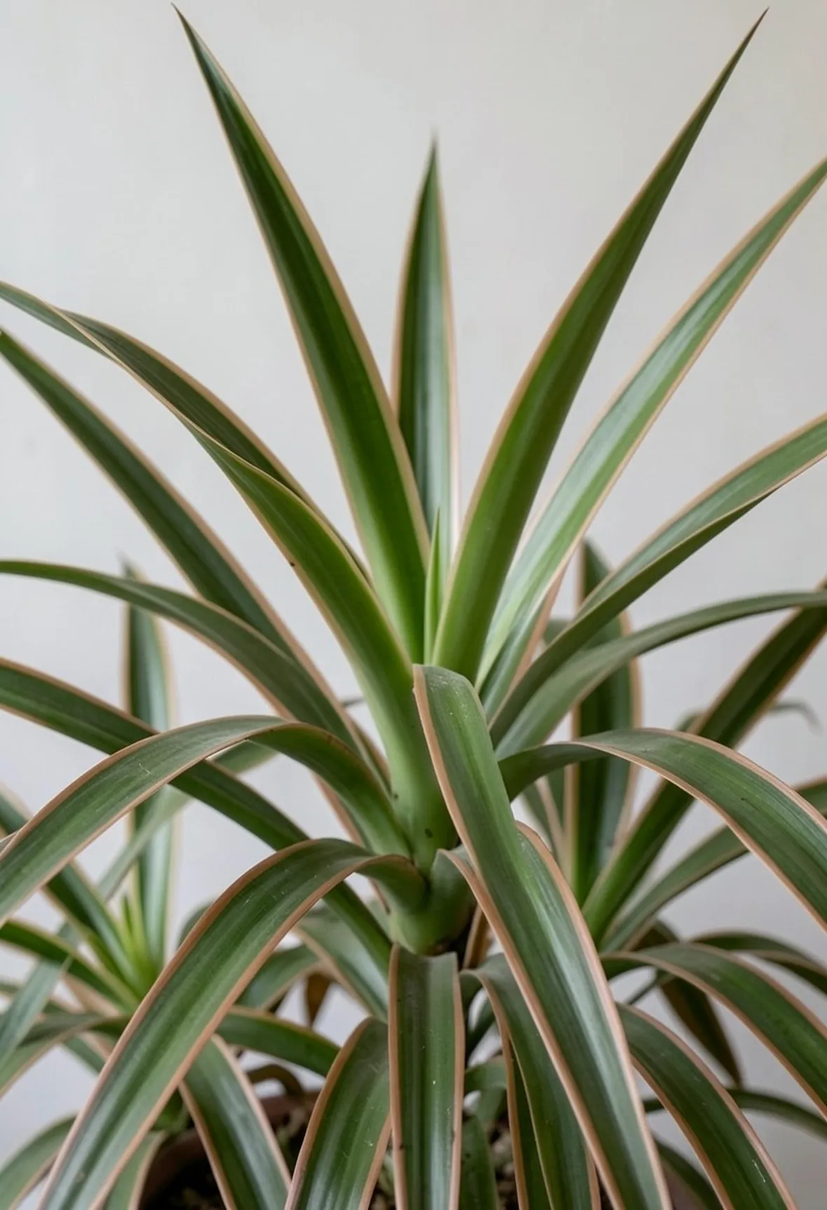dracena marginata