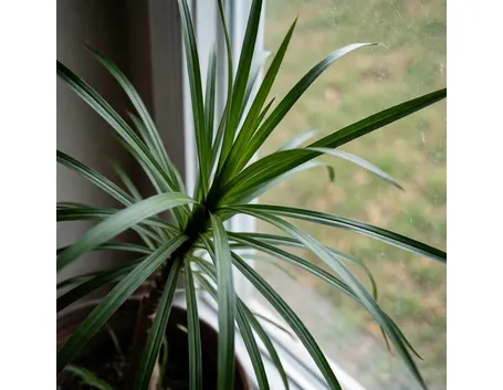 dracena