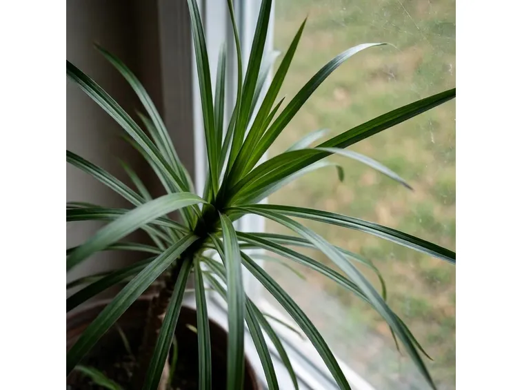 dracena
