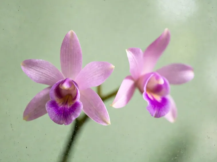 Dendrobium