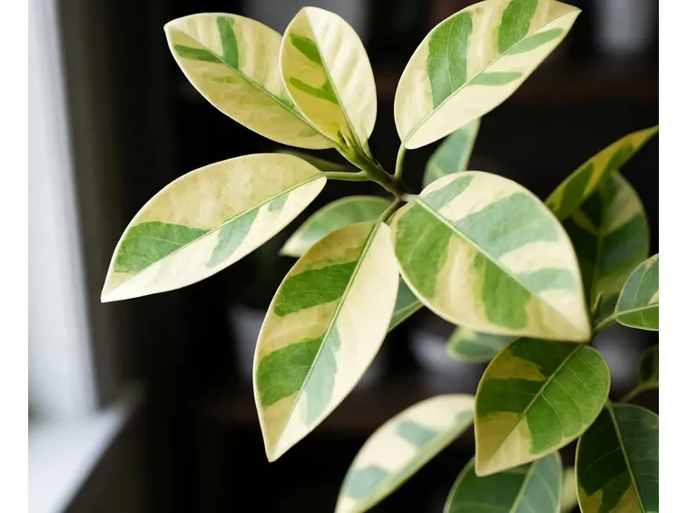 ficus benjamina