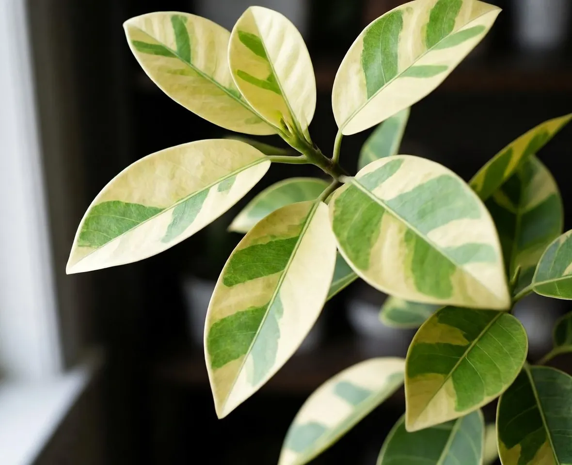 ficus benjamina