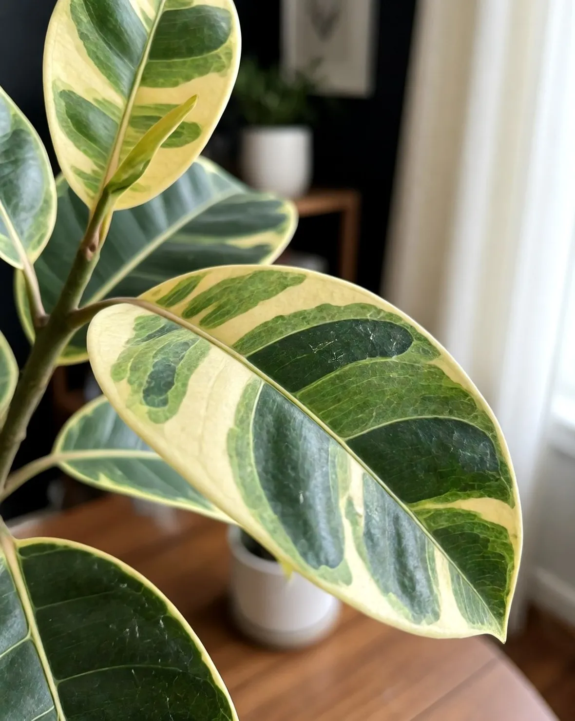 ficus elastica