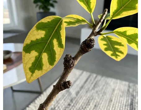 Ficus