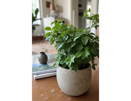 ficus