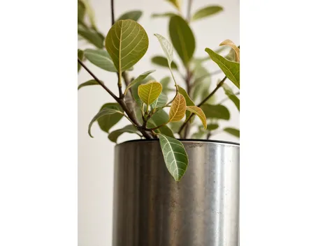 Ficus