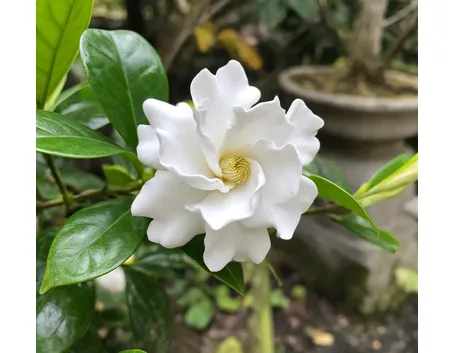 Gardenia fiore