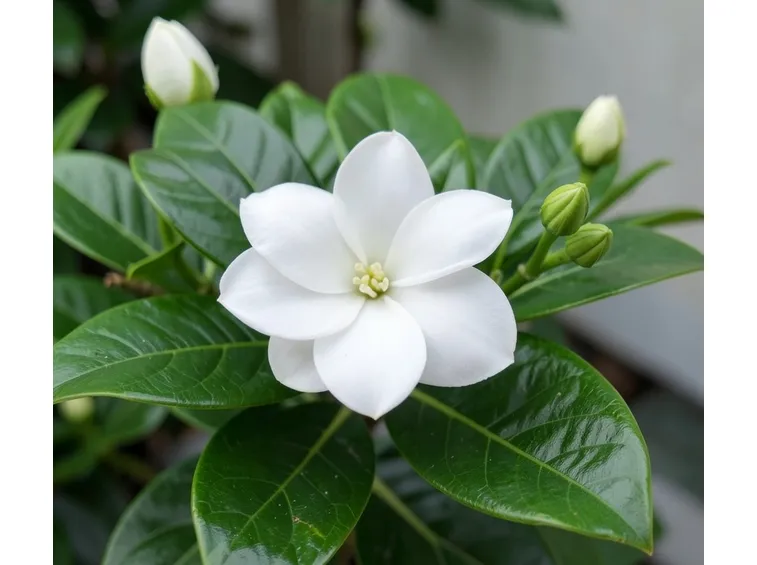 Gardenia