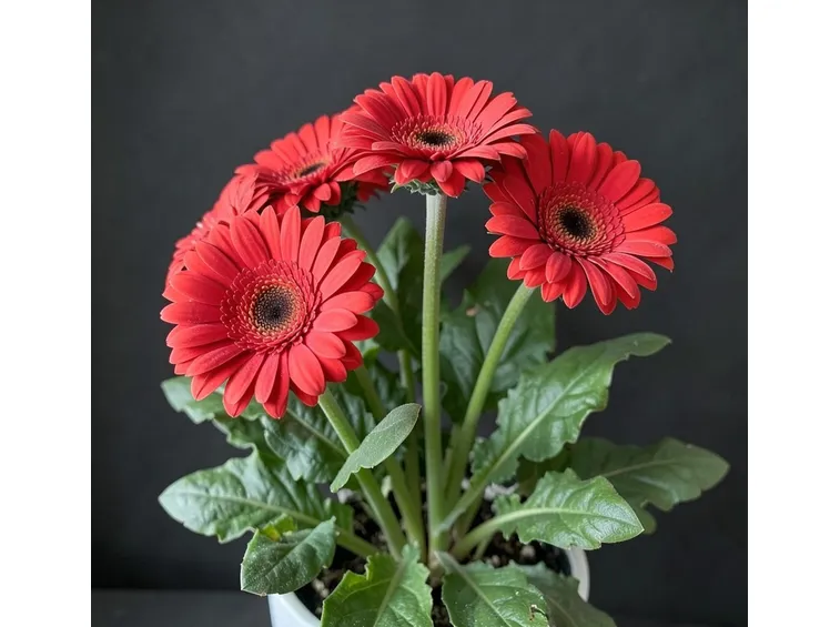 gerbera