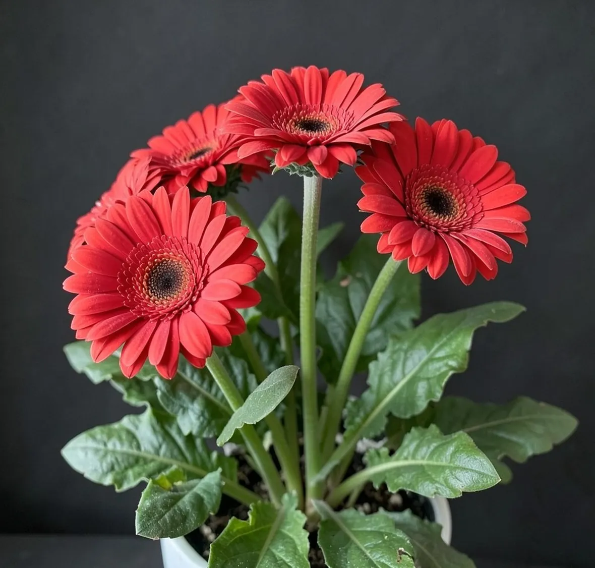 gerbera