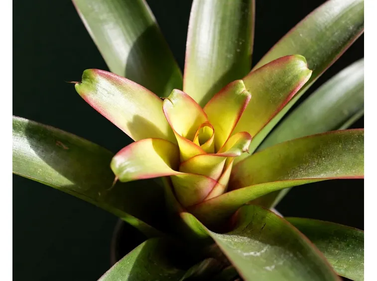 bromeliacea