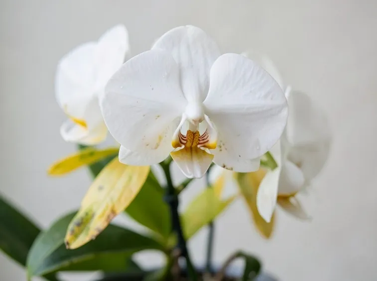 Phalaenopsis