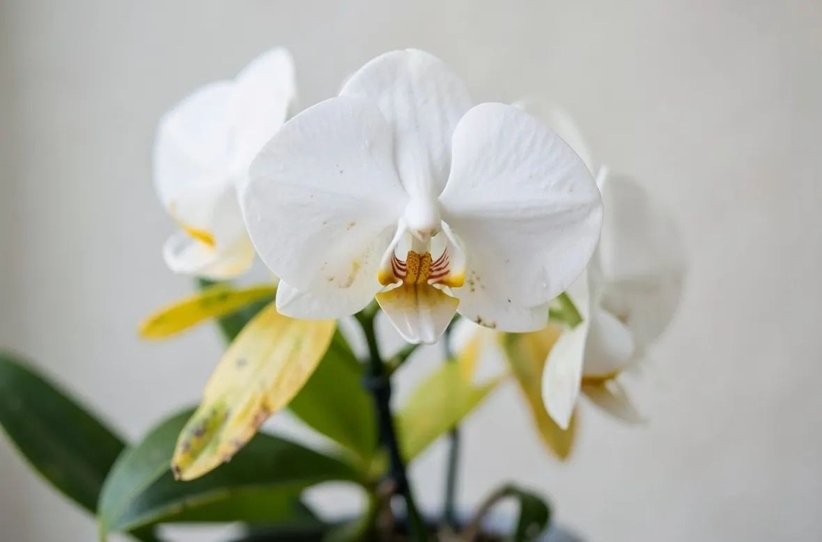 Phalaenopsis