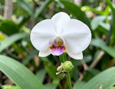 phalaenopsis