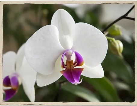 phalaenopsis