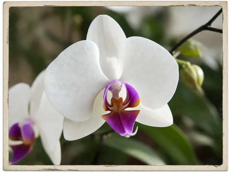 phalaenopsis