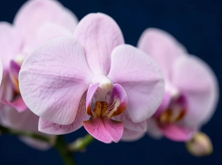 phalaenopsis