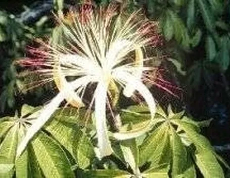Fiori di pachira