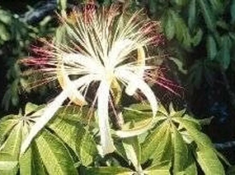 Fiori di pachira