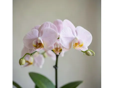 phalaenopsis