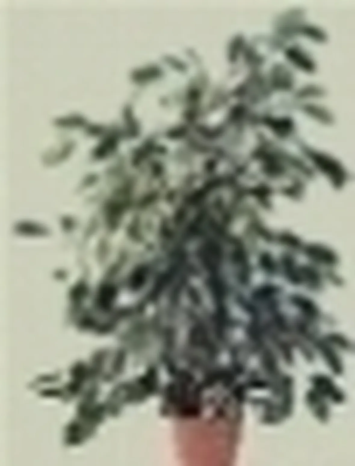 Ficus benjamin