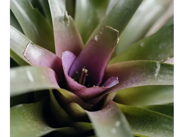 Bromeliacea