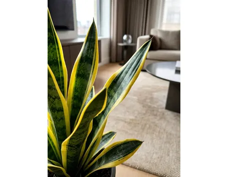 Sanseveria
