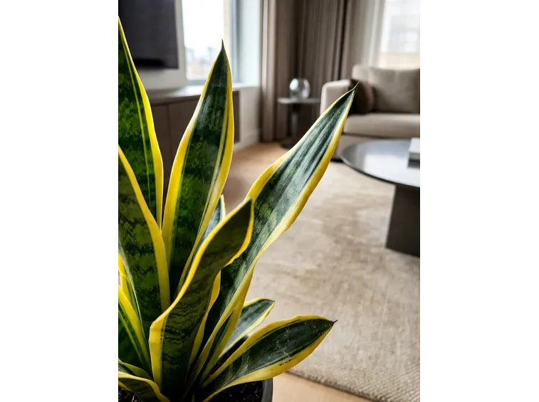Sanseveria