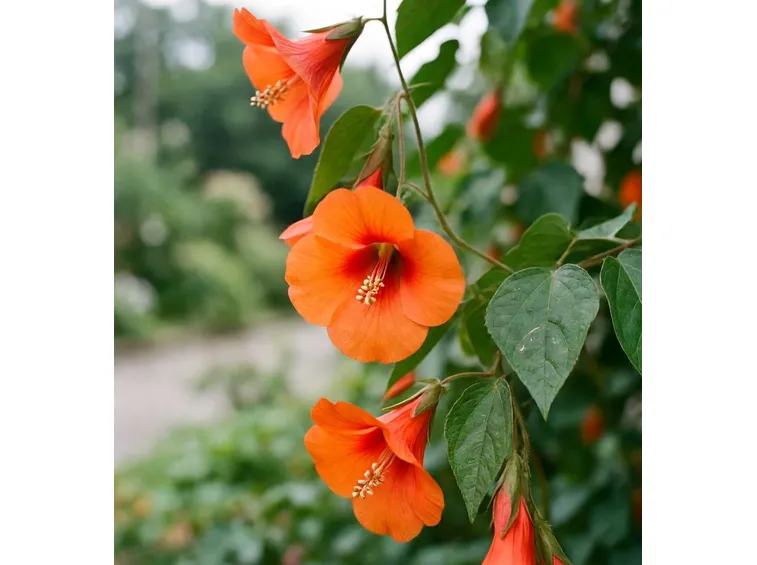 abutilon