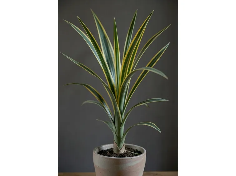 dracena a foglie striate