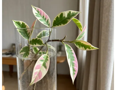 ficus