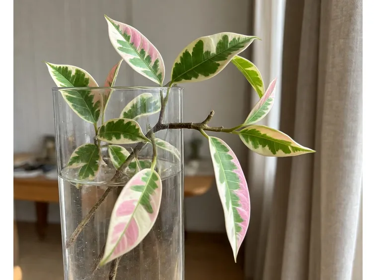 ficus