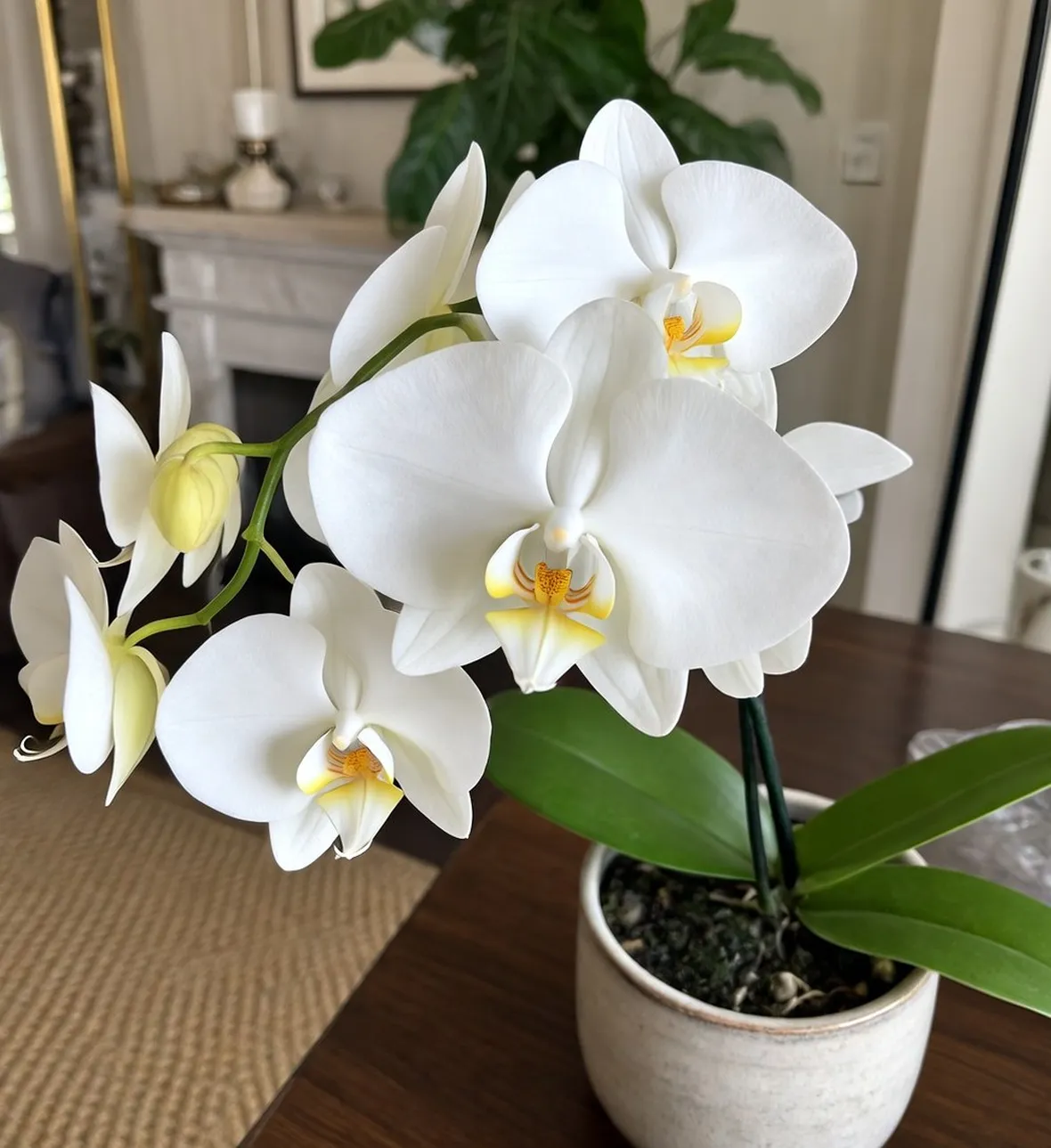 Orchidea