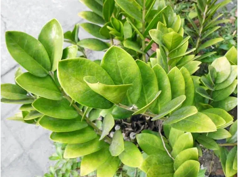 Zamioculcas
