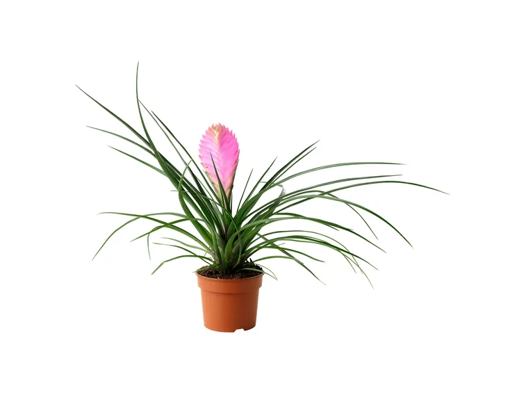 tillandisa cyanea