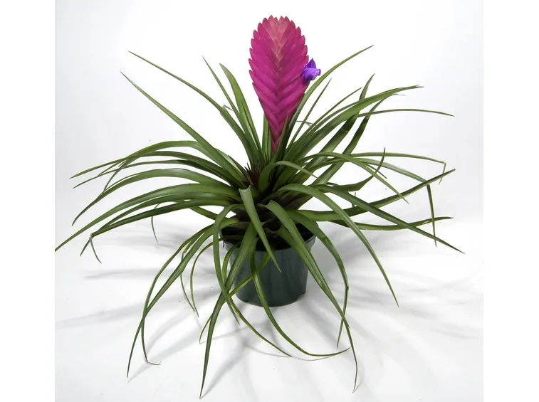tillandsia