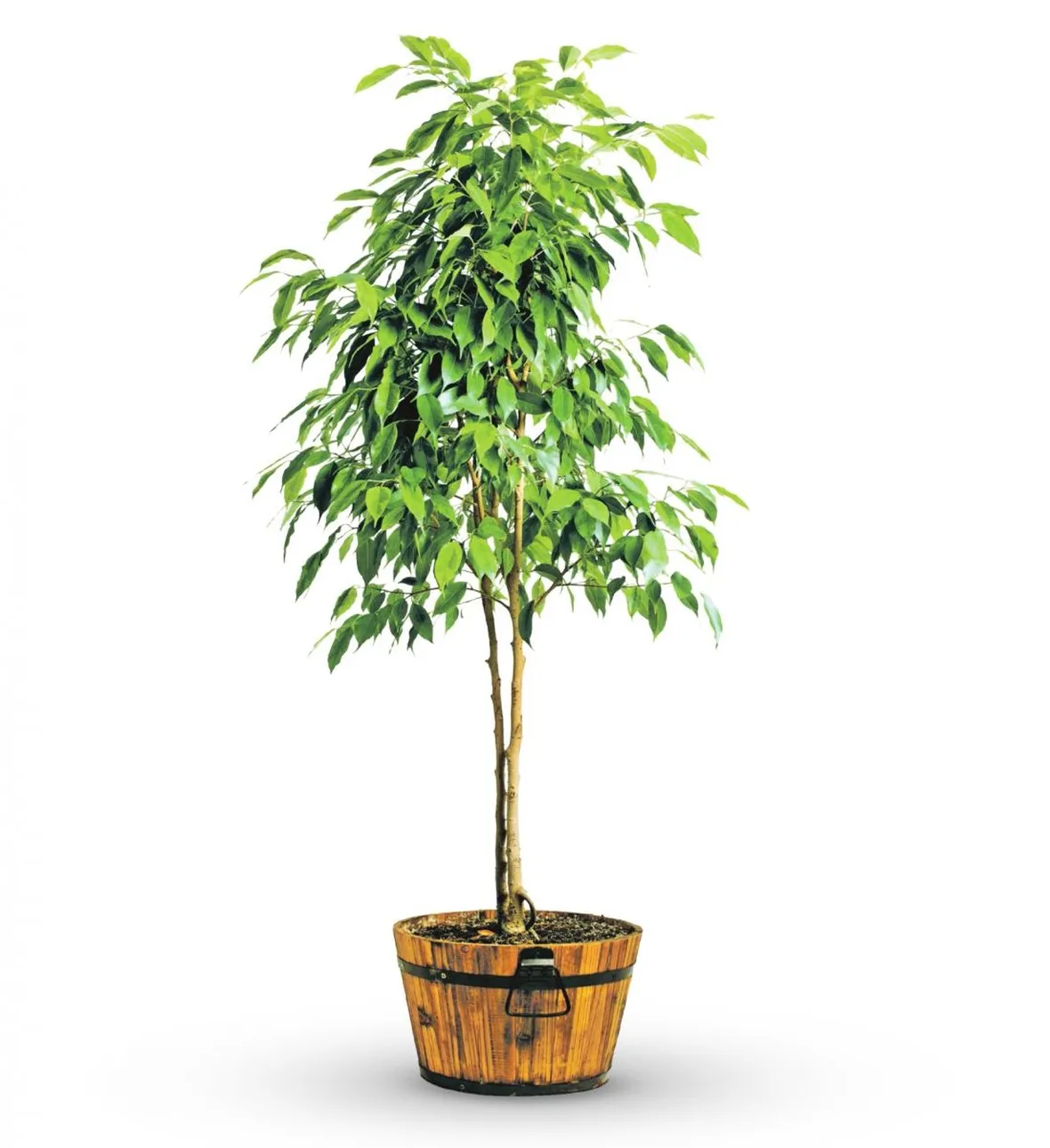 ficus