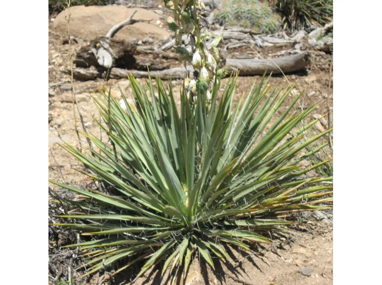 yucca