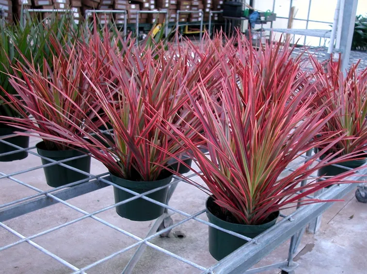 dracen marginata colorama