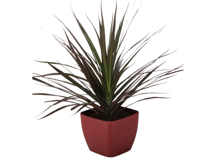 vaso di dracena
