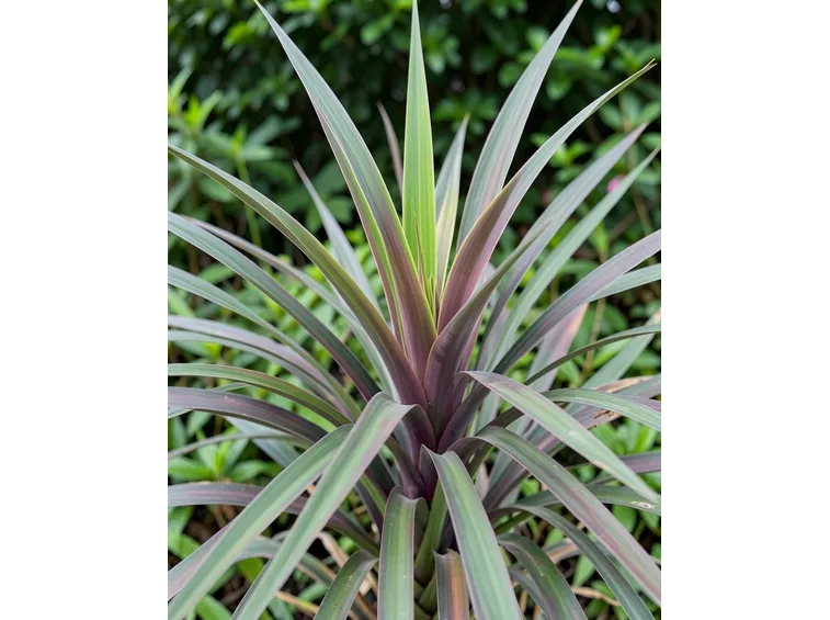 Dracena