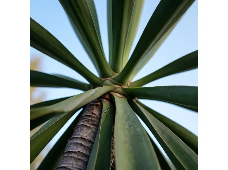 Yucca