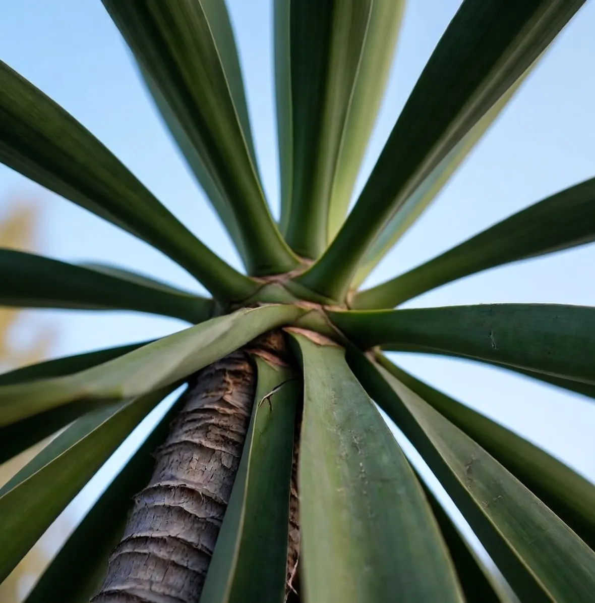 Yucca