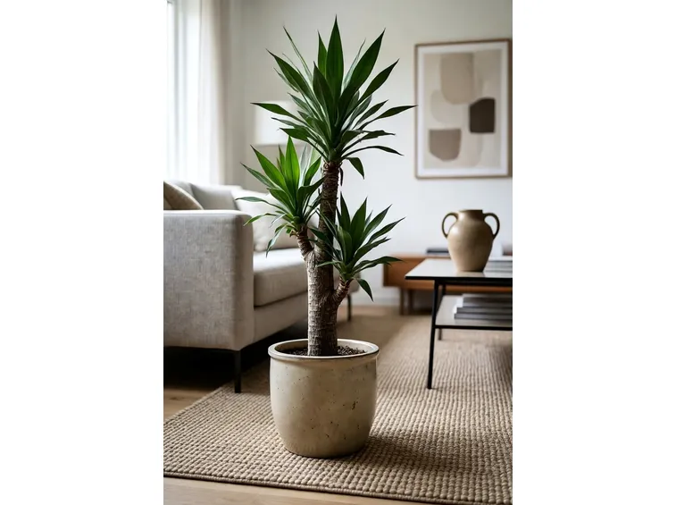 Yucca