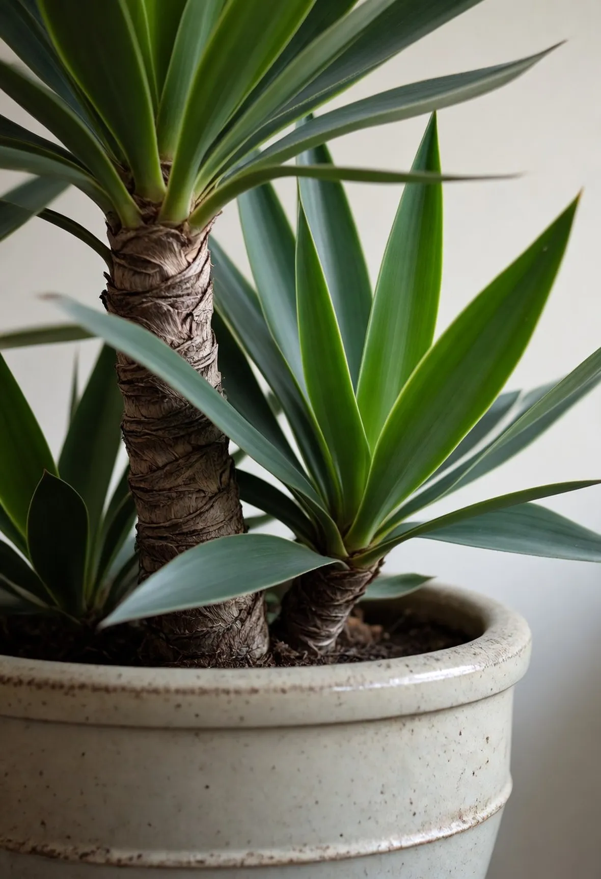 Yucca