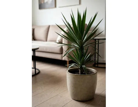yucca