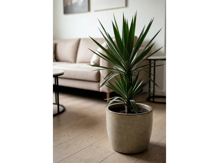 yucca