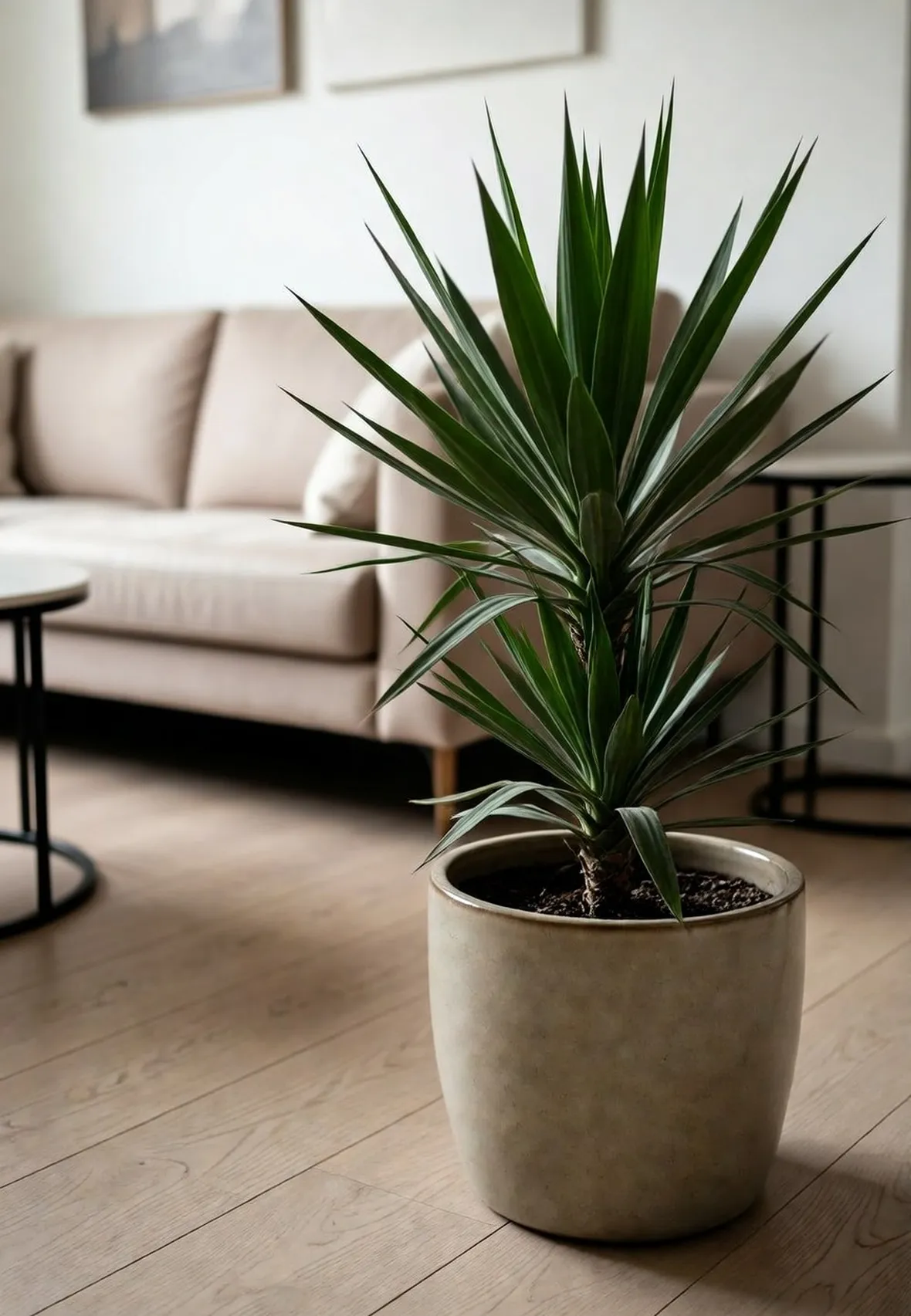 yucca